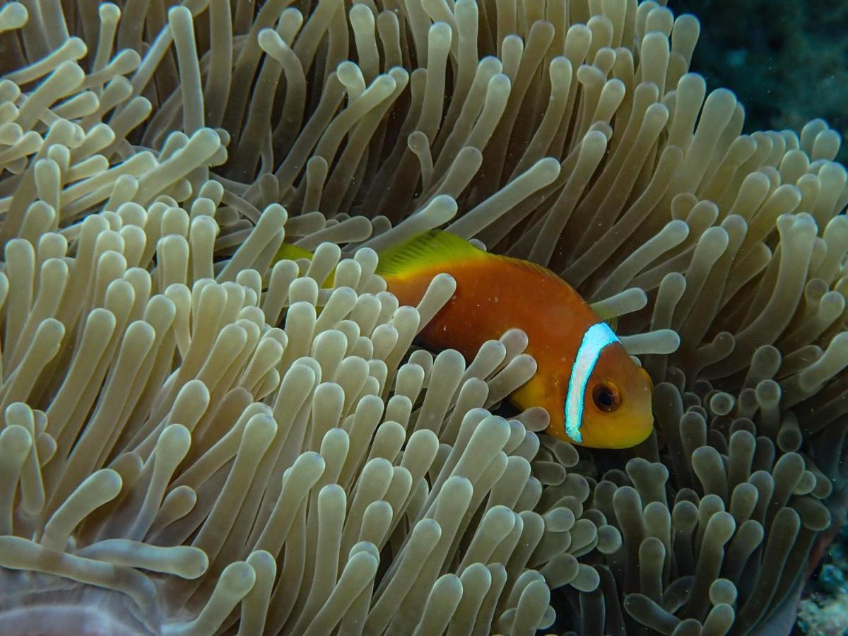 Wow Inn Keyodhoo Keyodhoo  Dış mekan fotoğraf